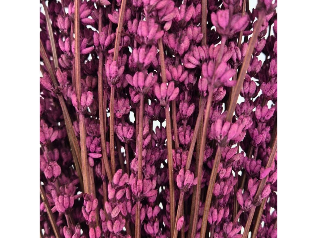 Stabilizovaná levandule fuchsiová – sušené květiny pro aranžmá